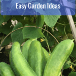 Grow Your Own Food:  Easy Garden Ideas