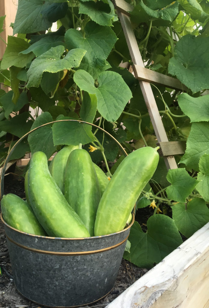Easy Garden Ideas- Cucumbers
