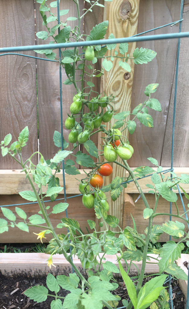 Easy Garden Ideas- Tomatoes